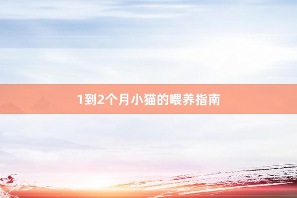 1到2个月小猫的喂养指南